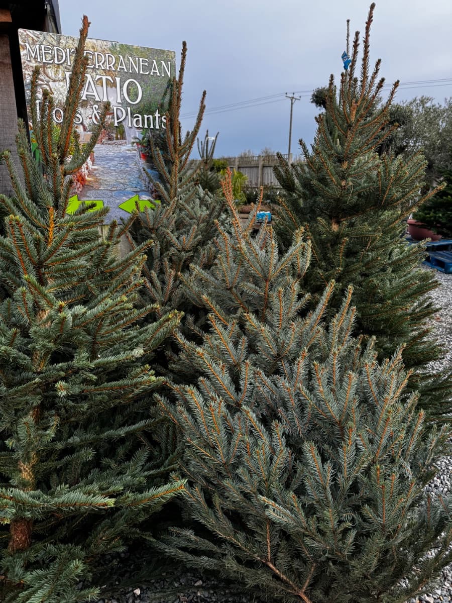 Nordmann Fir - Fresh Cut Trees