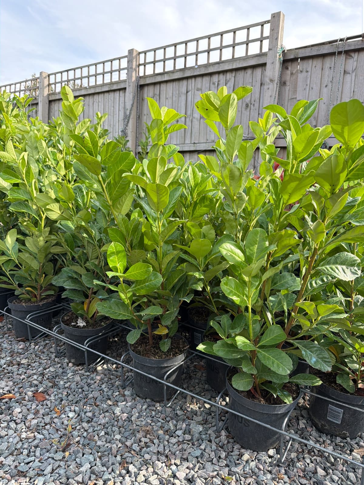 Cherry Laurel